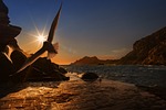 sea, seagull, bird