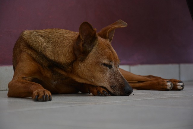 Free Dog Pet photo and picture