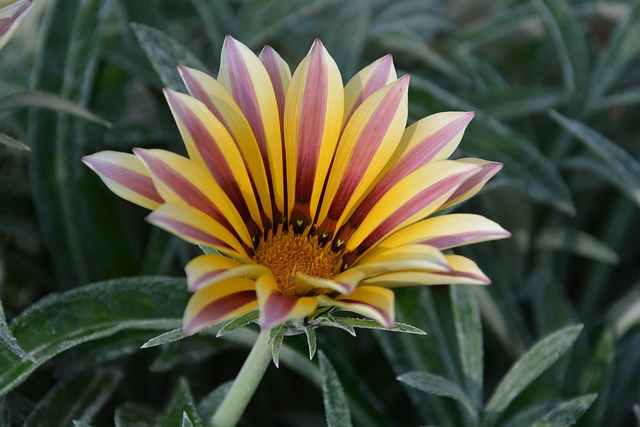 Free Gazania Flower photo and picture