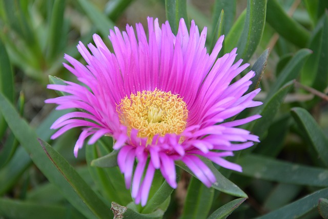 Free Pink Carpet Delosperma Cooperi photo and picture