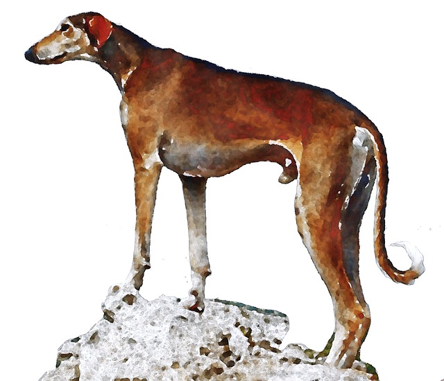 Free Azawakh Pet illustration and picture
