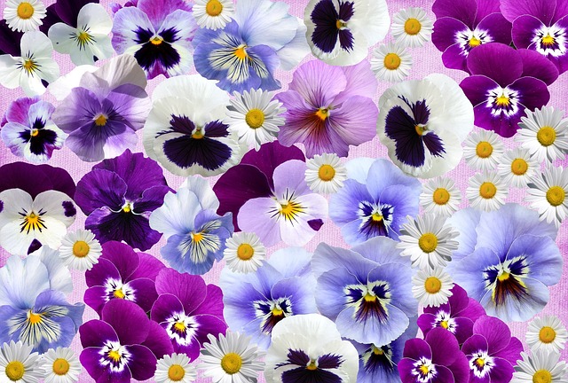 Free spring season pansy illustration