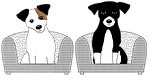 jack russell, dog, jack
