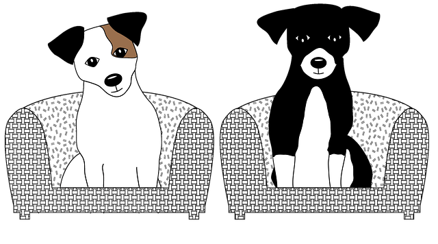 Jack Russell, Hund, Jack, Russell