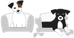 jack russell, dog, jack