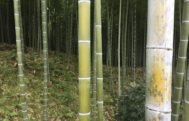 Free Bamboo Woods photo and picture