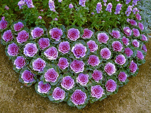 Free Flowers Arrangement photo and picture