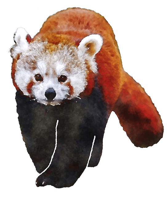 Free Red Panda Watercolor illustration and picture