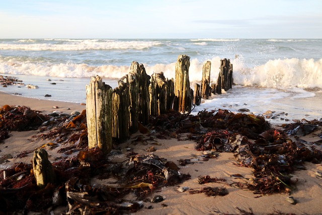 Free Coast Beach photo and picture