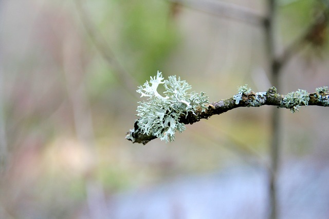 Free Icelandic Moss Lichen photo and picture
