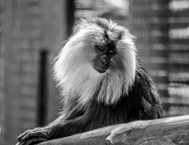Free Monkey Safari photo and picture