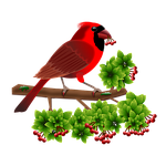 cardinal, birds, animals