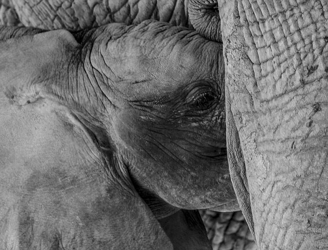 Free Elephant Elephant Baby And Mother photo and picture