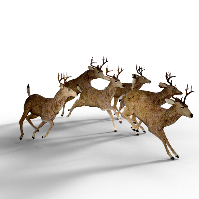 Cerb, Pachet, Damm Antler Sălbatice