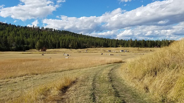 Free Montana Field photo and picture