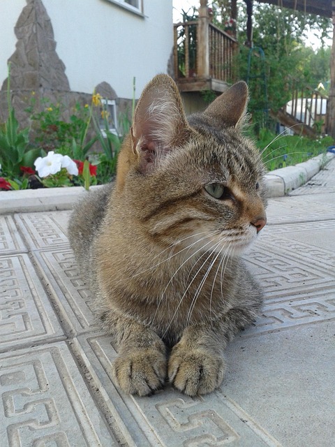 Free Cat Vacation photo and picture