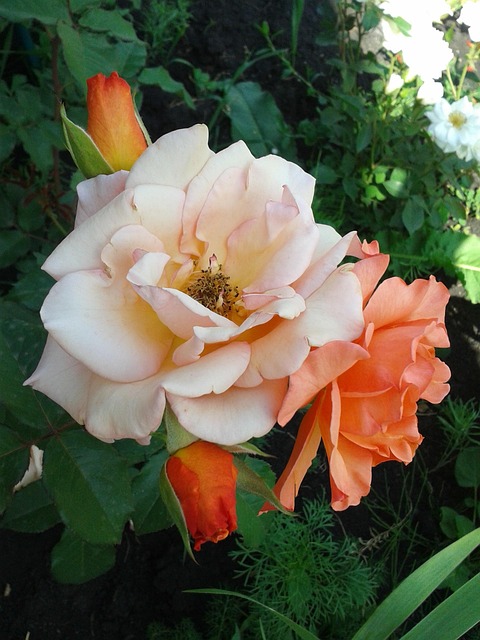 Free Roses Flowers photo and picture