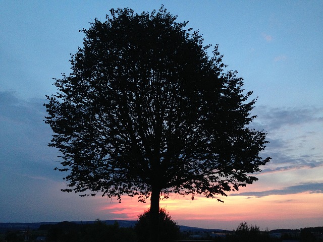 Natuur, Boom, Zonsondergang, Vooravond