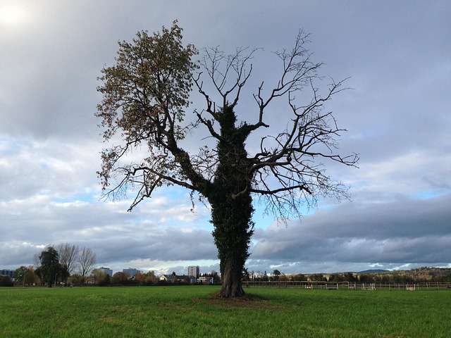 Boom, Weide, Gras, Natuur, Oud