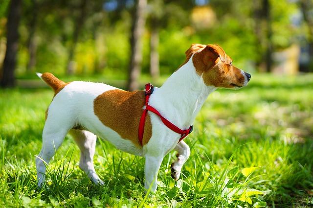 Free Jack Russell Terrier photo and picture