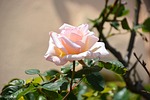 flower, pink, white rose