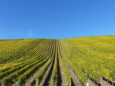Free Vineyard Fall photo and picture