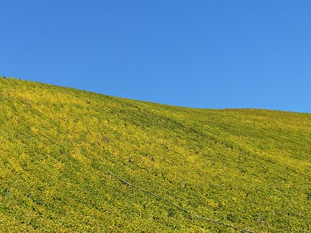 Free Vineyard Fall photo and picture