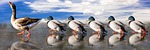 animals, ducks, water bird