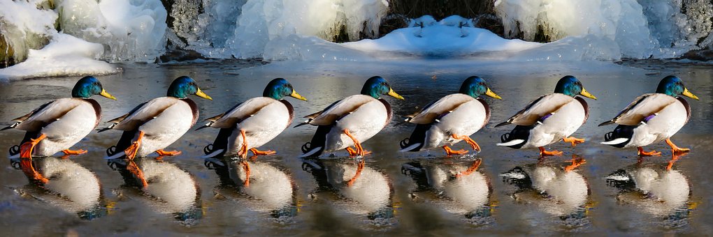 Animals, Ducks, Water Bird, Run