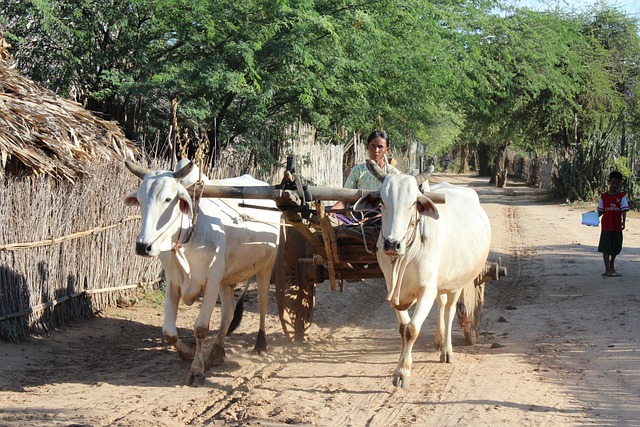 Free Burma Ox Cart photo and picture