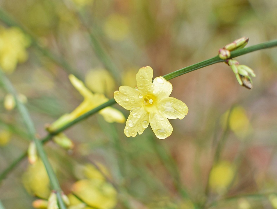 Rain Wet Winter Jasmine Rain Wet Flower Ornamental Rain Wet Winter Jasmine Rain Wet Flower Ornamental