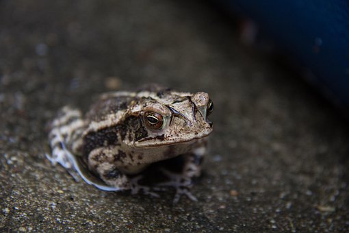Free Toad Amphibian photo and picture