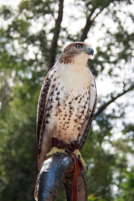 Free Hawk Red-Tailed Hawk photo and picture