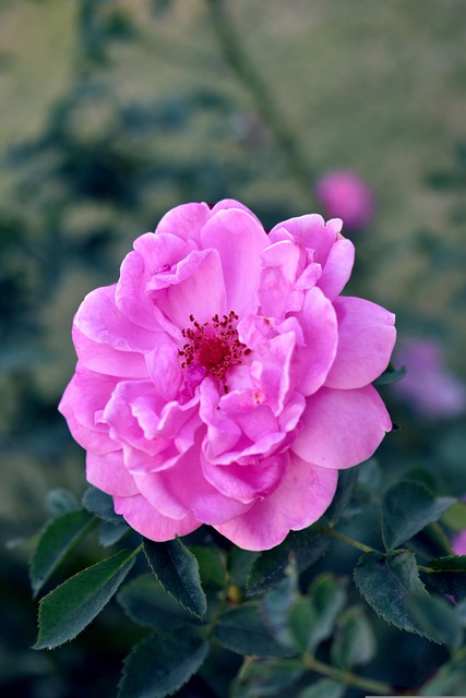 Free Rose Flower photo and picture