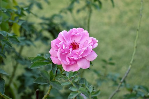 Free Rose Flower photo and picture
