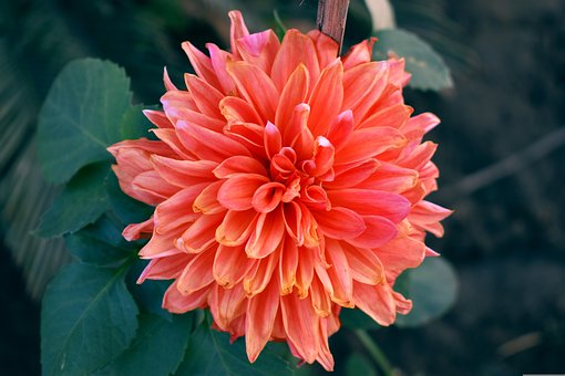 Free Dahlia Flower photo and picture