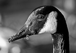 canada goose, goose, bird