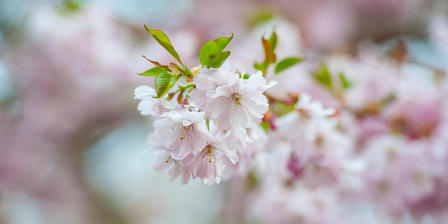 Flor De Cerezo, Naturaleza, Primavera