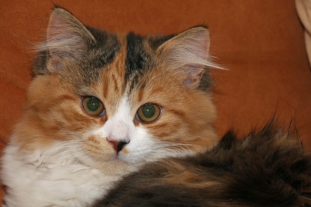 Kat, Huisdier, Huiskat, Katje, Jonge Kat