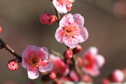 Ameixa, Flores, Natureza, Flores Bonitas