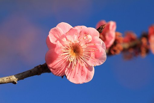Ameixa, Flores Bonitas, Natureza, Flores
