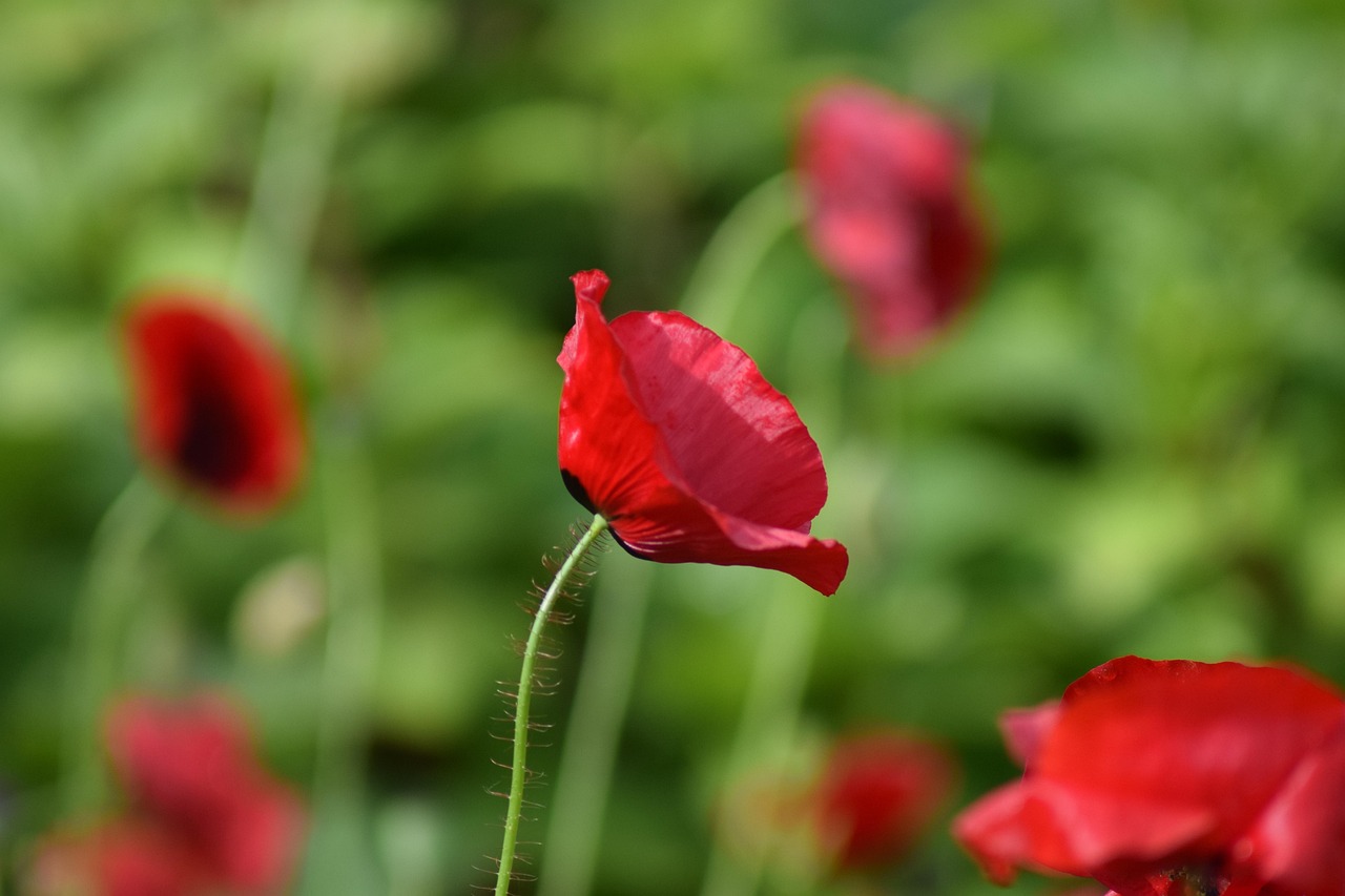 Vallmo Blomning Sommar - Gratis foto på Pixabay - Pixabay