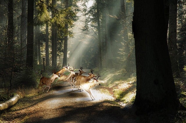 Free red deer deer roe deer illustration