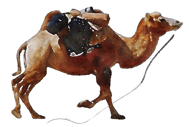 Free Camel Animal illustration and picture