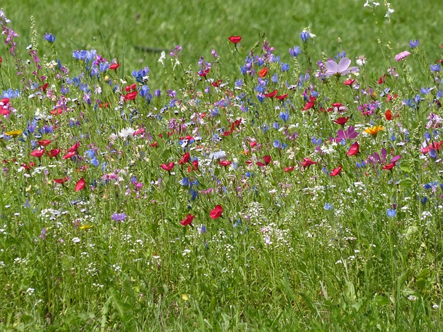 Bloemenweide, Weide Bloemen, Natuur