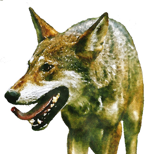 Free Wolf Predator illustration and picture