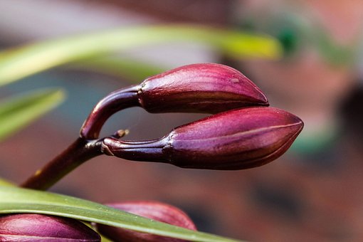 Bud, Orchidee, Natur, Anlage, Garten
