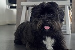 dog, black, boomer