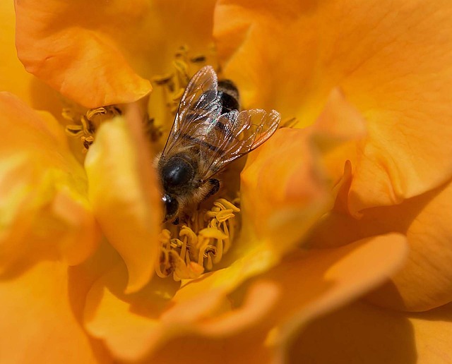 Free Bee Flower photo and picture