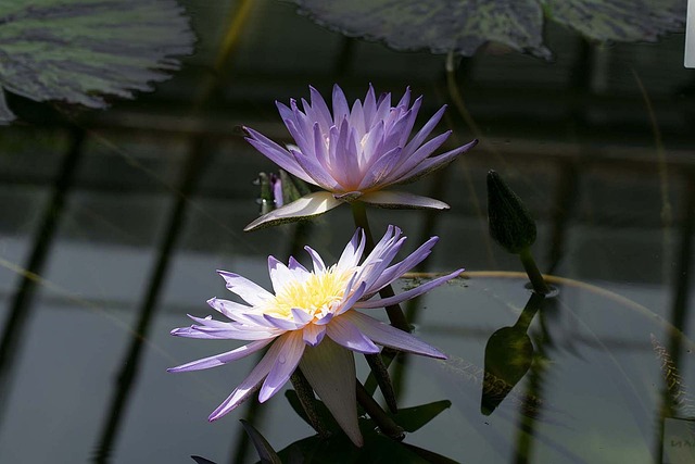 Free Pond Plant photo and picture
